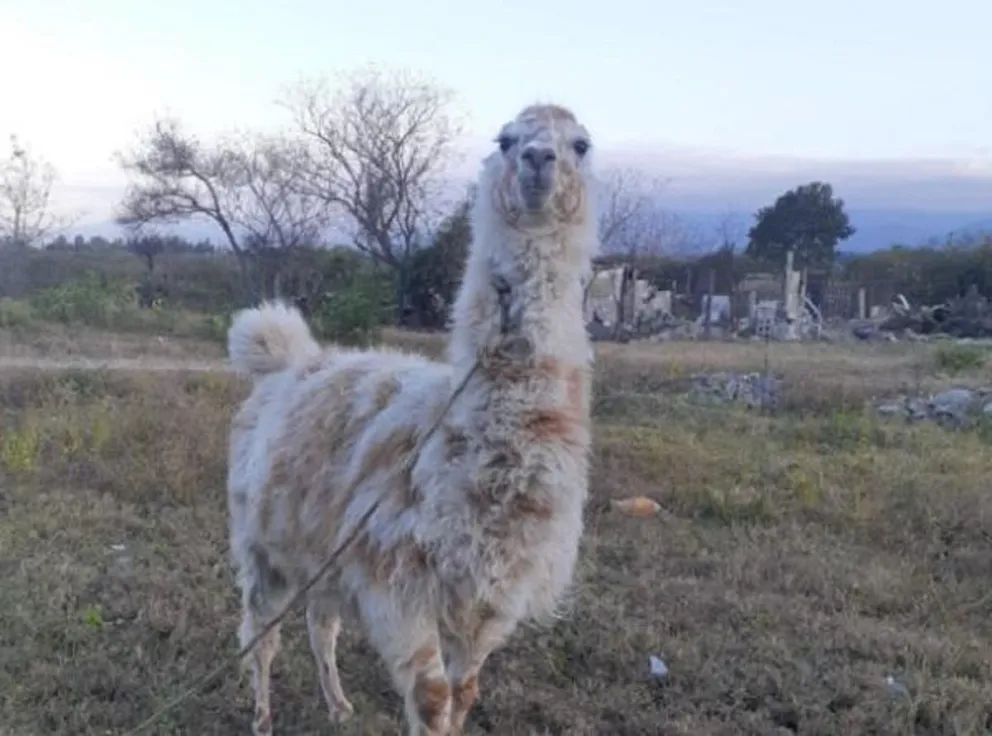 Familia salteña busca desesperadamente a su llama perdida: ofrecen $50.000 de recompensa