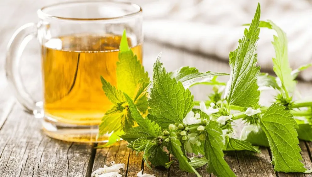 Los increíbles beneficios ocultos de tomar un té de ortiga: Adiós obesidad y ansiedad