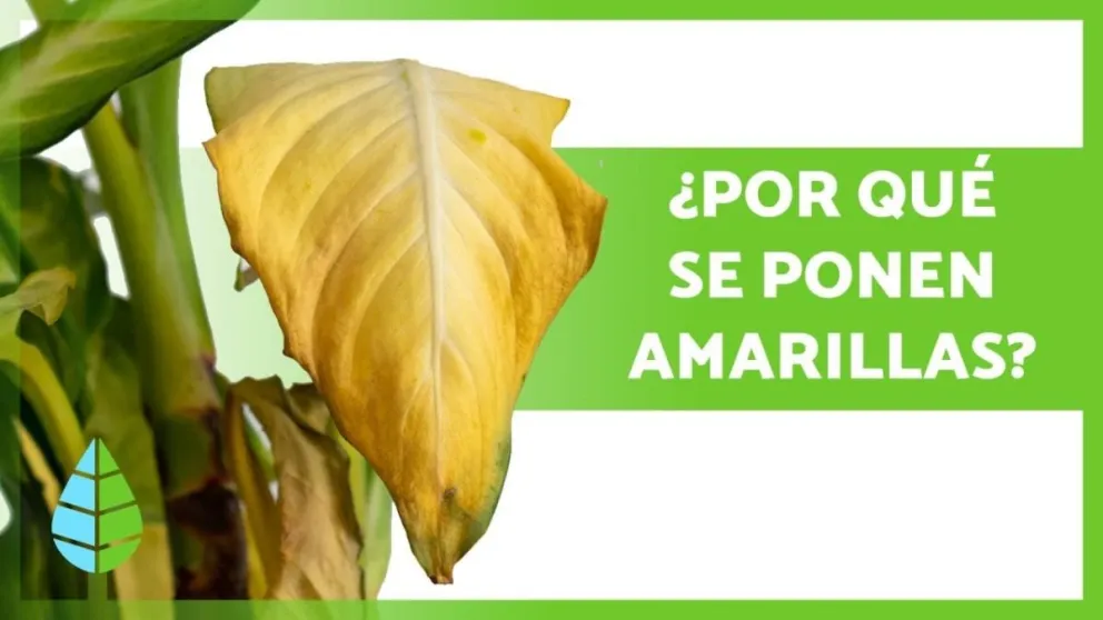 Feng Shui: el secreto que debías conocer sobre el cambio de color de tus plantas en el hogar