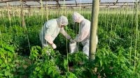 Detectaron el virus rugoso del tomate en una plantación de Orán: qué es y cómo evitarlo