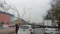 Pudo ser una tragedia: árbol cayó encima de dos autos en barrio Autódromo