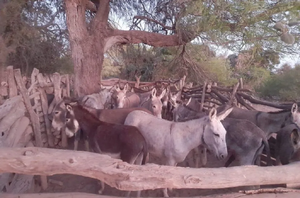 Tres hombres fueron detenidos por robar y faenar burros en Rivadavia Banda Sur
