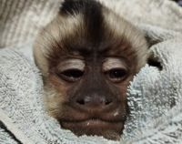 Orán: Gendarmería Nacional rescató a un pequeño mono que era trasladado ilegalmente hacia San Juan