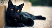 Por los rituales de Halloween, proteccionistas recomiendan no dar en adopción a gatos negros