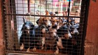 Alarma en Salta: grave incremento de criaderos de perros con fines criminales