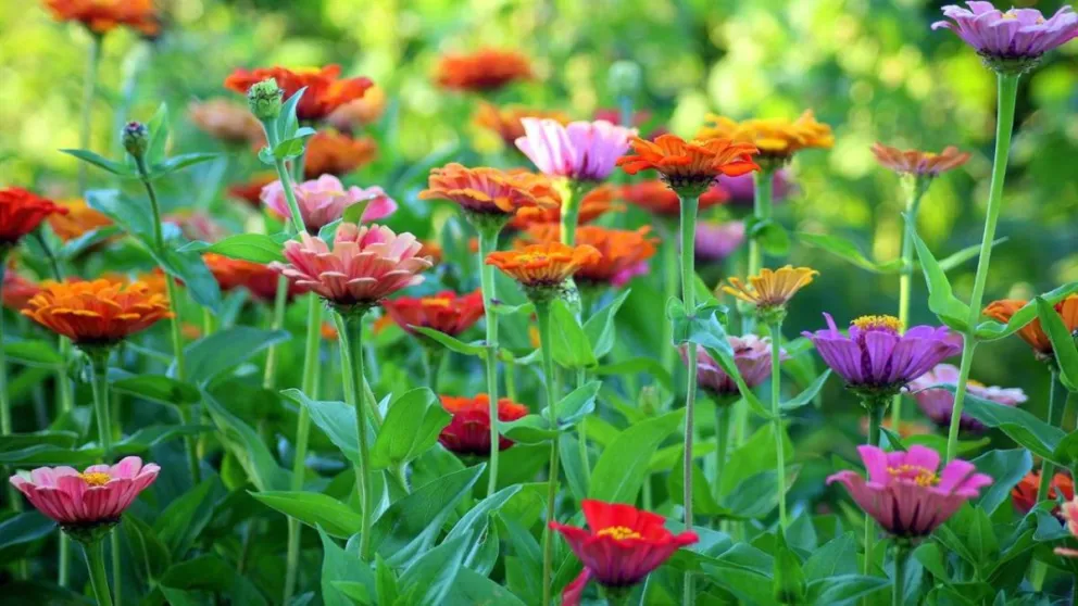 Descubrí cuál es la flor de la suerte según tu signo del zodíaco: tenerla cerca te hará muy bien