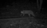 Puma suelto ataca a otros animales en las inmediaciones de Santa Rosa de Tastil