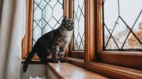 Esta es la curiosa e interesante razón por la que los gatos visitan tu hogar: no los alejes