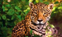Deforestación en Salta: la Corte Suprema pidió informes sobre el hábitat del yaguareté