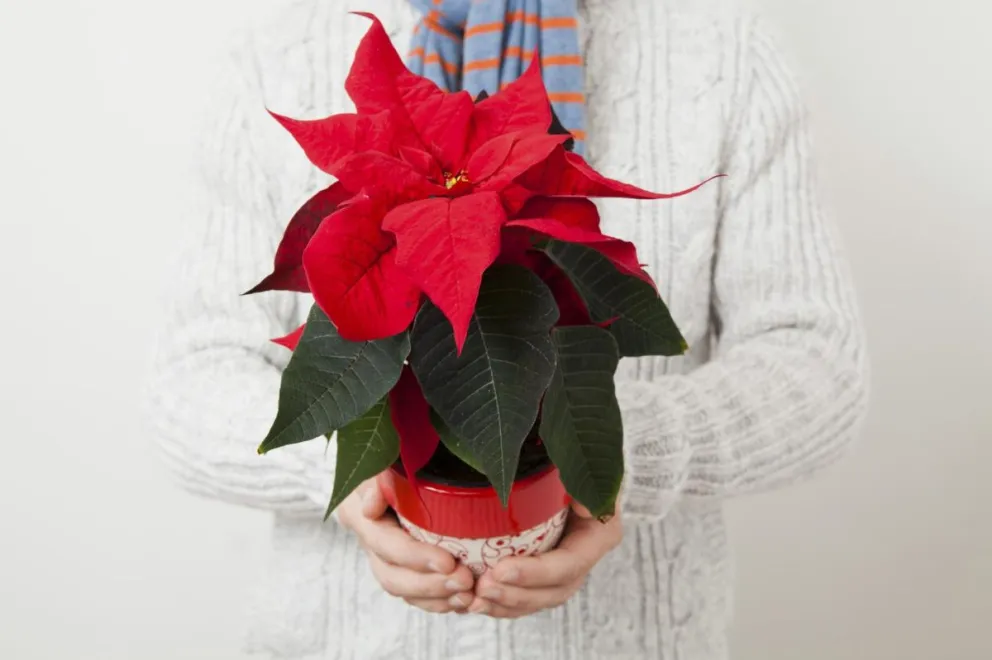 Según el Feng Shui, aquí debes colocar la flor de navidad para atraer la buena suerte