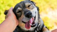 Signos zodiacales caninos: descubrí la verdadera personalidad de tu perro según su fecha de nacimiento