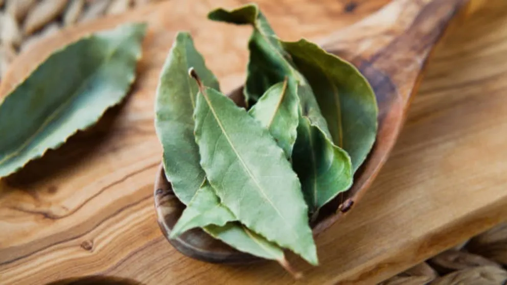 Descubrí este infalible truco con hojas de laurel para atraer dinero y prosperidad