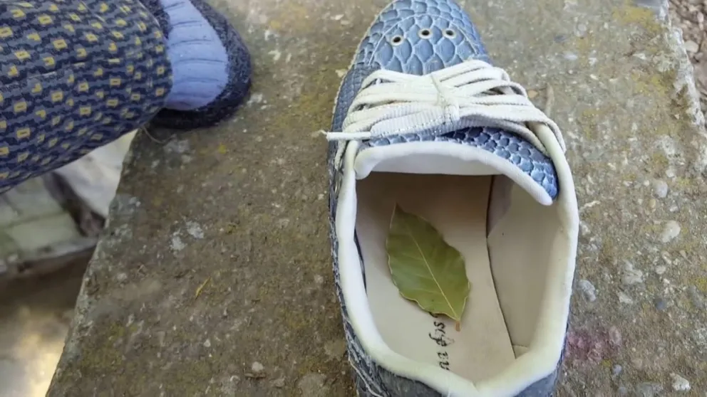 Por esta razón debes colocar una hoja de laurel en el zapato