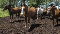 Emitieron alerta por un virus que afecta a caballos y también puede infectar a humanos