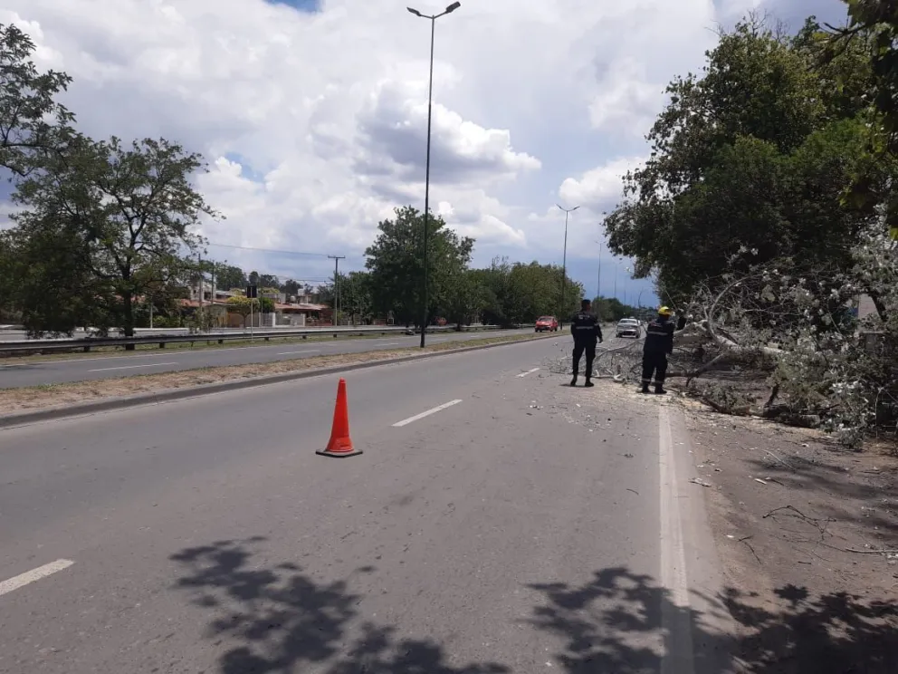 Un árbol se desplomó sobre la Avenida Tavella y cortó parcialmente el tránsito 