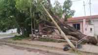 Un enorme árbol cayó junto a un poste de luz sobre una casa en la capital salteña