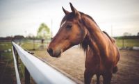Activada la vigilancia epidemiológica en Salta ante cualquier caso del virus que afecta a caballos