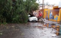 Tras fuertes vientos en Salta un árbol de gran tamaño colapsó y destrozó un auto