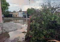 La tormenta y fuertes vientos de hoy dejaron como saldo cinco árboles caídos en la ciudad de Salta