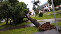 Fuerte temporal: desde el sábado permanecen varios árboles tirados en el parque San Martin