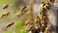 Rosario de la Frontera: preocupación por enjambres de abejas africanizadas