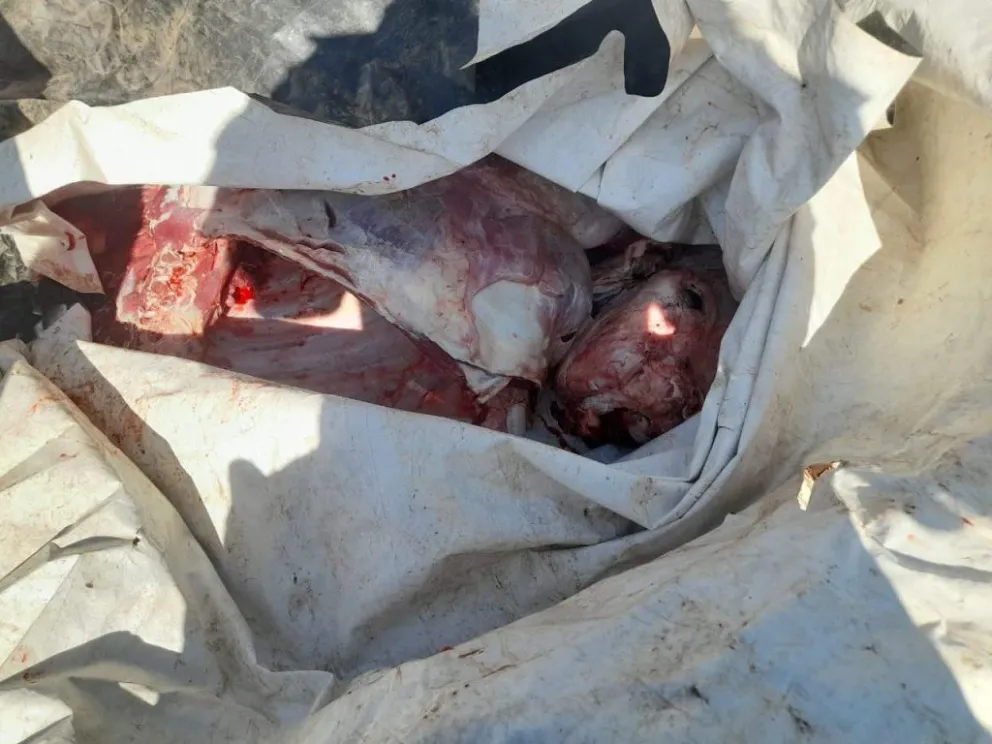 Golpe al contrabando: en dos operativos, se lograron decomisar 240 kilos de carne no apta para consumo