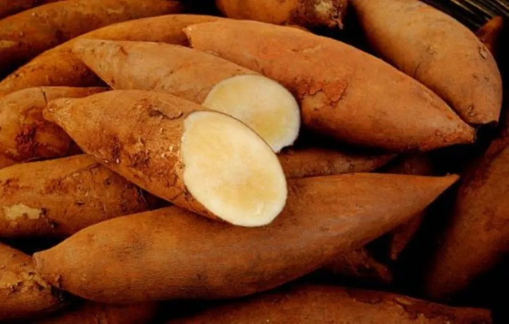 Conocé el yacón: un superalimento que ofrece estos importantes beneficios para tu salud