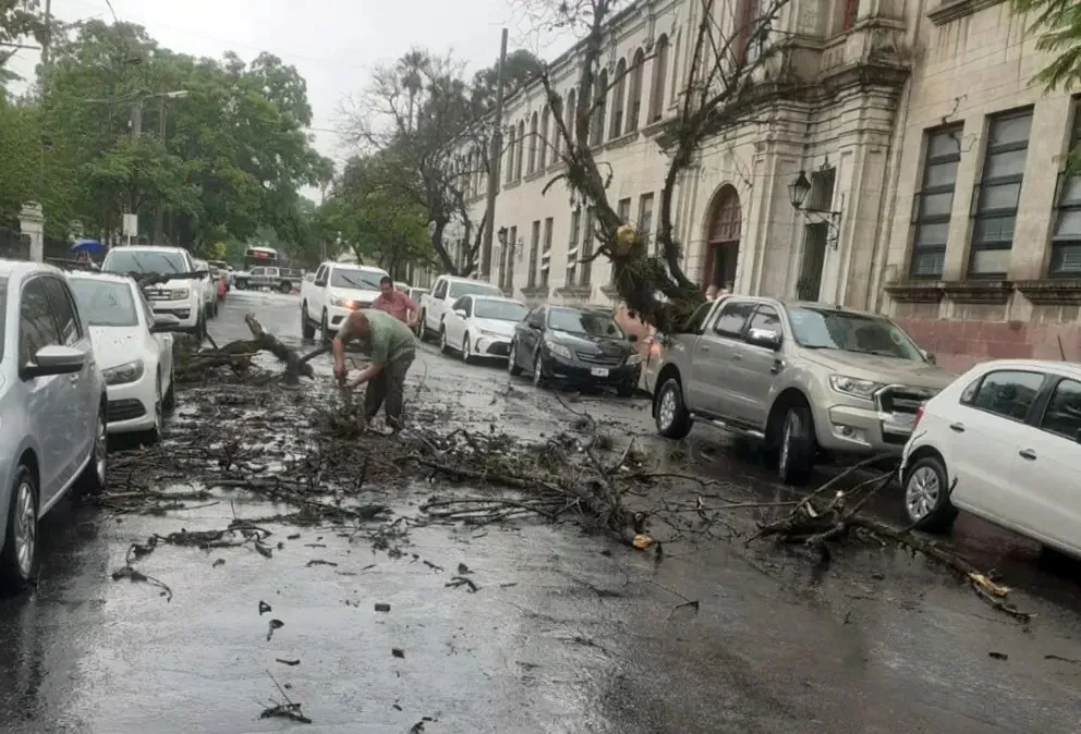 |VIDEO| A raíz de las fuertes tormentas, un árbol cayó sobre una camioneta en el centro salteño