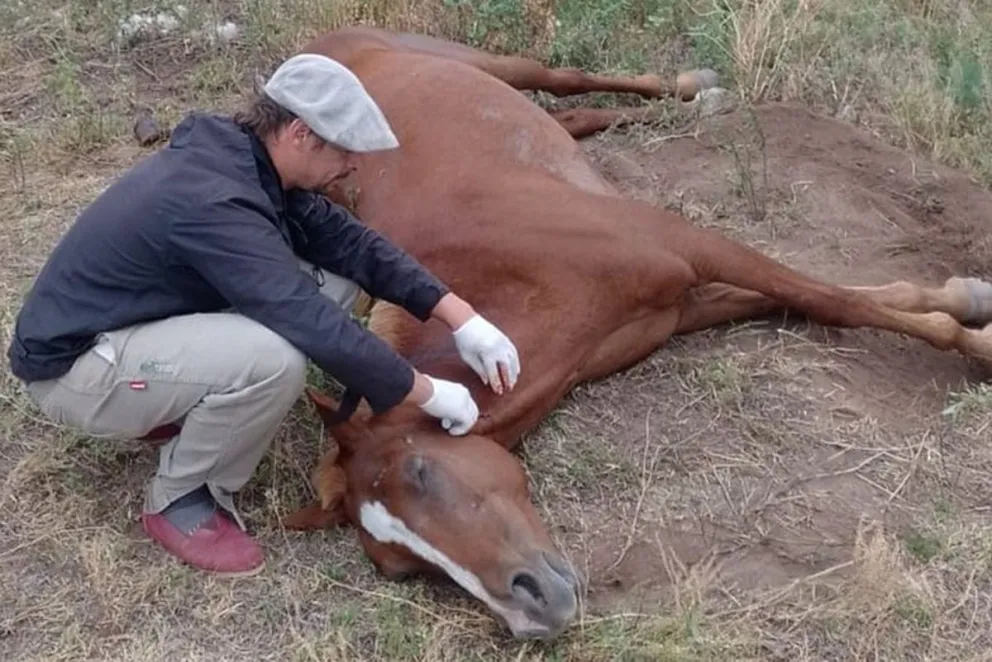 Urgente: Confirmaron el primer caso de encefalomielitis equina en Salta