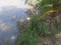 Fuerte denuncia: el Ente Regulador encontró riegos de verduras con aguas contaminadas del río Arenales