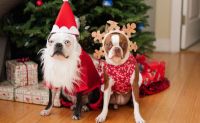 No permitas que tus mascotas sufran esta temporada navideña: recomendaciones que reducen cualquier peligro