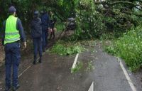 Un árbol cayó sobre la Ruta Nacional 9 y bloqueó la entrada a La Caldera