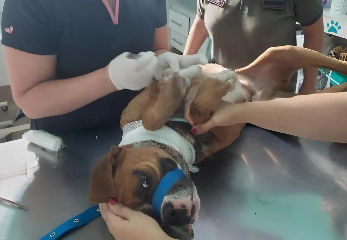Perro en cuidado intensivo