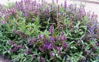 Conocé la increíble planta de jardín con propiedades medicinales femeninas: alivia los síntomas de la menopausia
