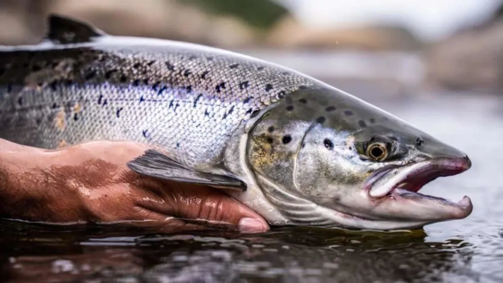 El sorprendente alimento marino que te brindará una vida saludable: estos beneficios solo los posee este pescado 
