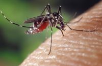 Llegan las primeras 20 mil vacunas contra el dengue a Salta: será la primera en el país en inocular contra el virus 