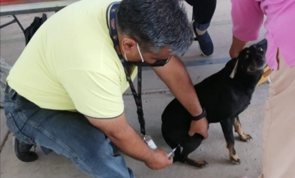 Comenzó la campaña gratuita de vacunación antirrábica en Tartagal: dónde vacunar a tu mascota