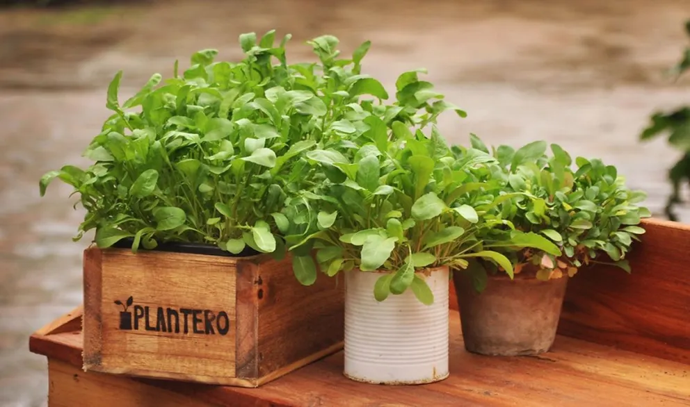 Conocé la manera más fácil y rápida de cultivar rúcula en tu jardín: ya no comprarás más en el supermercado