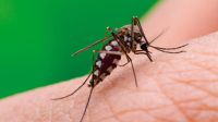 Dengue en América Latina: Argentina, Brasil y Paraguay concentran el 89% de los casos