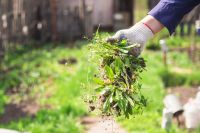 Descubrí este imperdible truco para eliminar las malas hierbas de tu jardín: rápido y económico