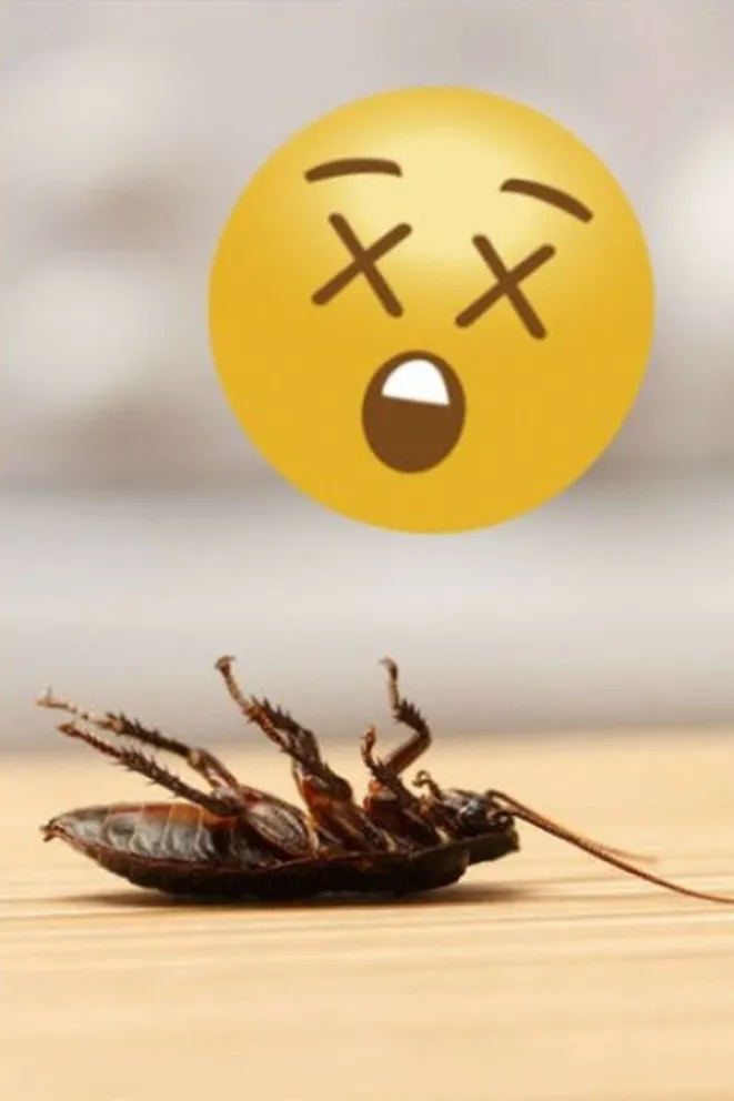 Truco - Eliminar cucarachas