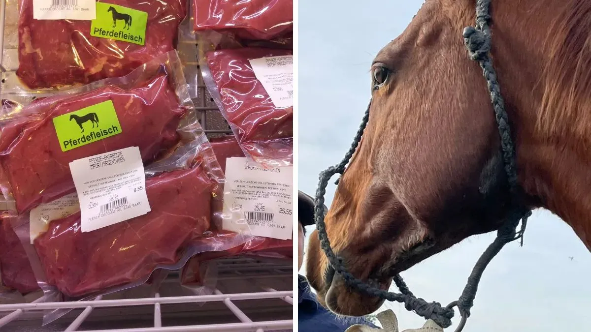 carne de caballo