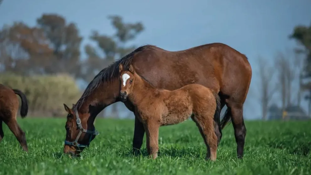 Confirmaron el horror: venden carne de caballos robados en Orán