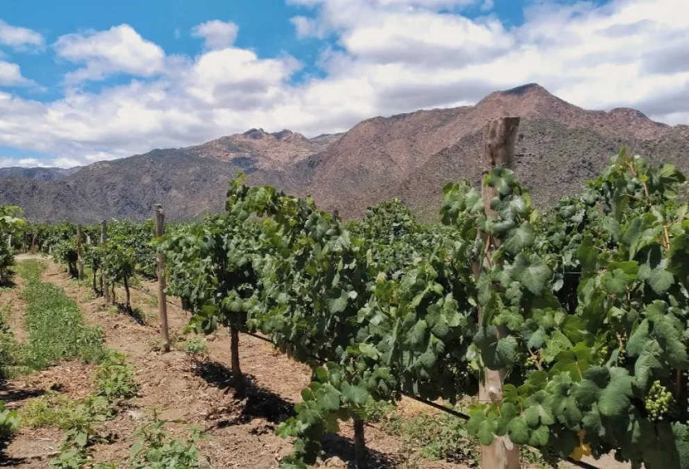 Saqueo exorbitante en Cafayate: millonario robo de uvas y duraznos sacude a la región