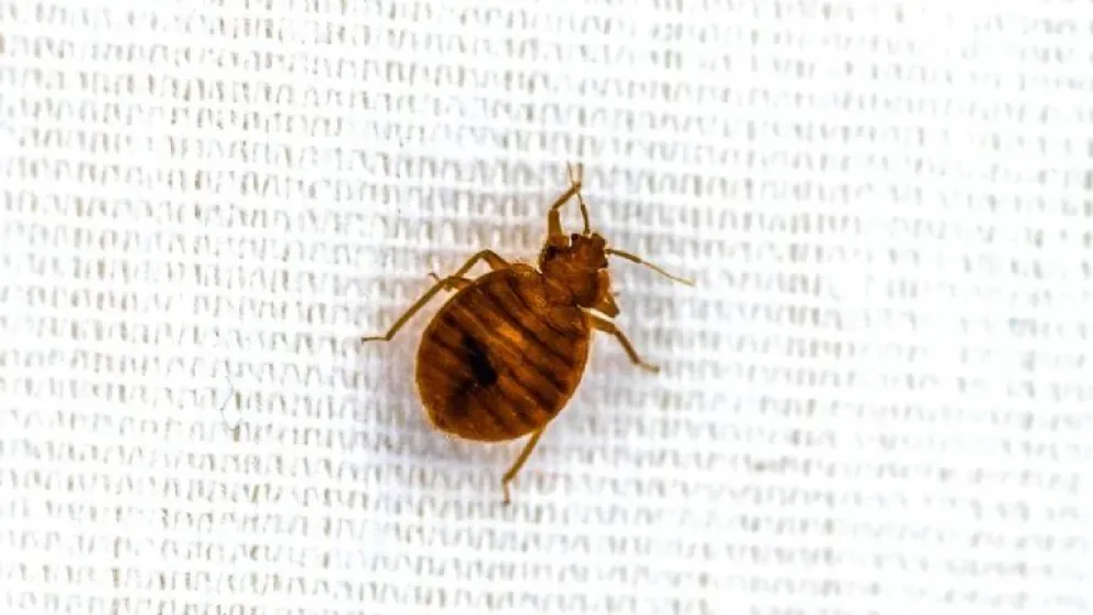 Descubrí el infalible método para exterminar las chinches de tu colchón: 4 pasos muy sencillos