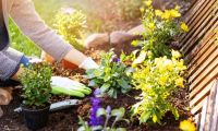 Conocé el truco para que tus plantas crezcan saludables: usá un residuo que queda al cortar el césped