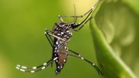 Alerta sanitaria: Salta registró su primer caso de chikungunya de 2024