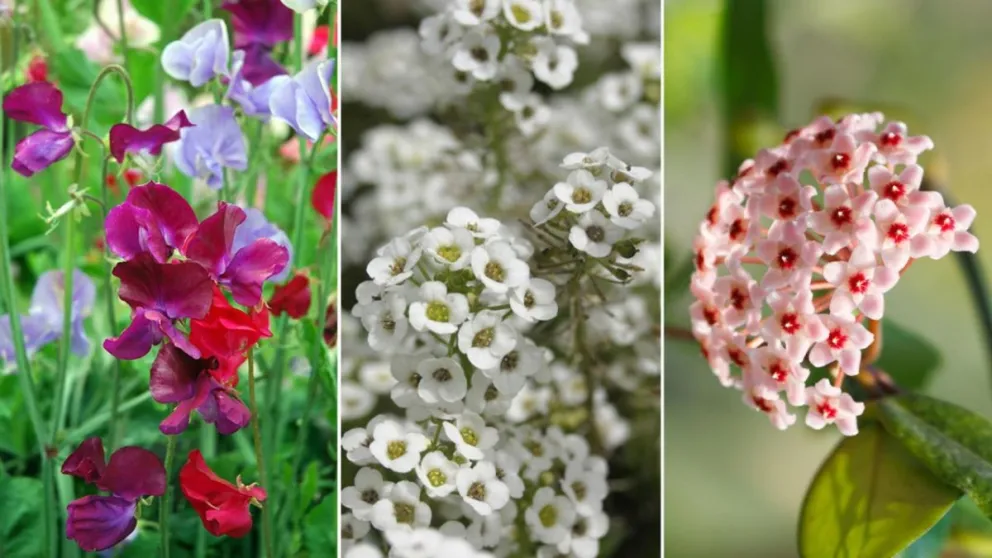 Dejá de gastar una fortuna en aromatizantes: descubrí estas cinco plantas con fragancias naturales