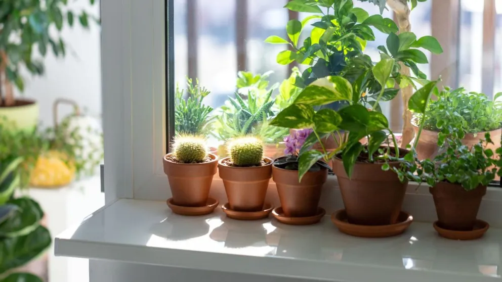 Descubrí cuál es la planta que te ayudará a atraer dinero y amor: fácil de cuidar y muy poderosa