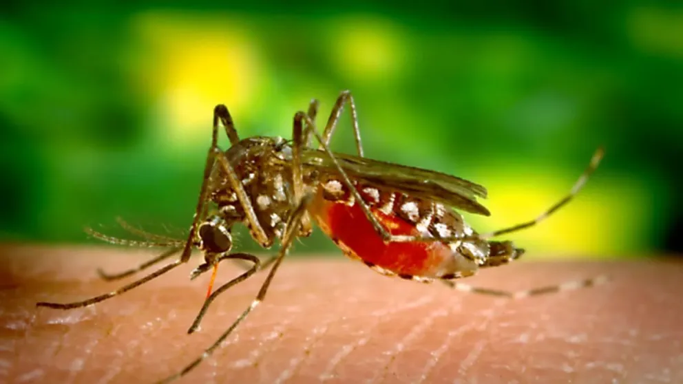 Alerta por la expansión del dengue en Salta: la mayoría de los contagiados no manifiestan síntomas 